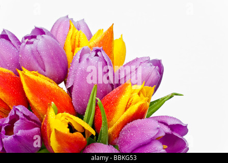 Nahaufnahme von ein paar bunte Tulpen mit Wassertropfen vor einem weißen Hintergrund mit Platz für Kopie Stockfoto