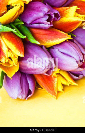 Nahaufnahme von ein paar bunte Tulpen auf einem gelben Hintergrund mit Platz für Kopie Stockfoto