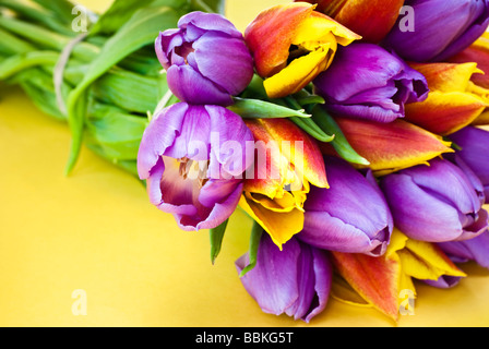 Nahaufnahme von Bunte Tulpen auf einem einfachen gelben Hintergrund, selektiven Fokus Stockfoto