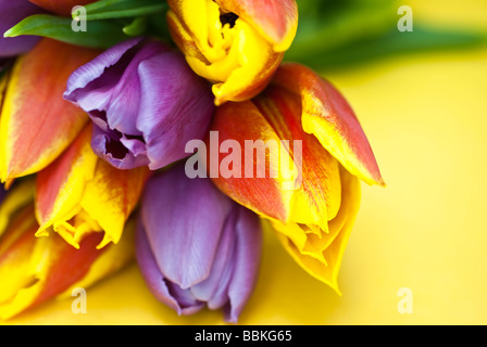 Nahaufnahme von Bunte Tulpen auf einem einfachen gelben Hintergrund, selektiven Fokus Stockfoto