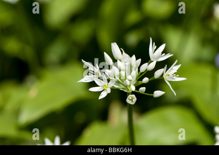 Bärlauch, Allium Ursinum, auch bekannt ist auch als Bärlauch, Originalersatzteile, Teufel Posy, Zwiebel-Blume, Stinkplant oder Bären Knoblauch Stockfoto