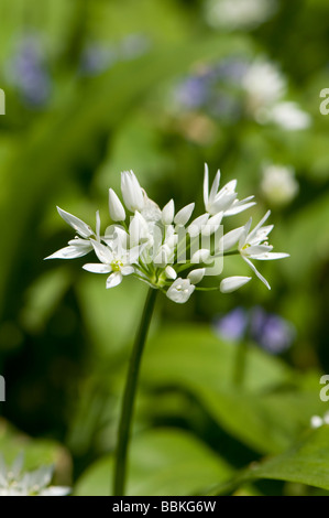 Bärlauch, Allium Ursinum, auch bekannt ist auch als Bärlauch, Originalersatzteile, Teufel Posy, Zwiebel-Blume, Stinkplant oder Bären Knoblauch Stockfoto