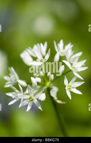 Bärlauch, Allium Ursinum, auch bekannt ist auch als Bärlauch, Originalersatzteile, Teufel Posy, Zwiebel-Blume, Stinkplant oder Bären Knoblauch Stockfoto