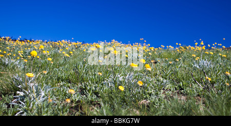 Sommer Alpine Gänseblümchen Stockfoto