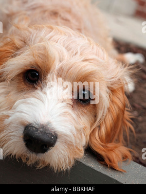 Spoodle Welpen Stockfoto