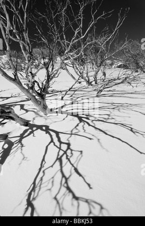 Schnee-Gummis und Schatten Stockfoto