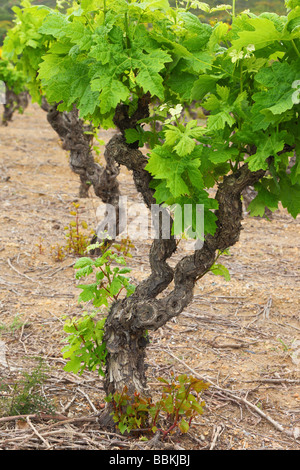 Alte Weinblätter knorrige Reben mit jungen grünen Frühling Minervois Languedoc-Roussillon Frankreich Vitis vinifera Stockfoto