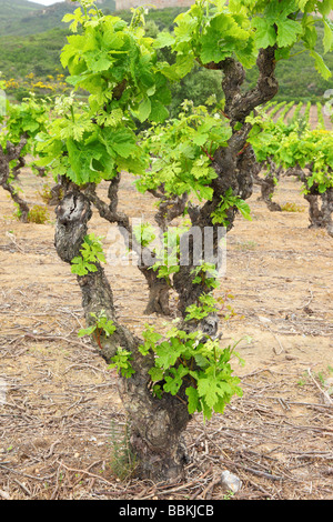 Alte Weinblätter knorrige Reben mit jungen grünen Frühling Minervois Languedoc-Roussillon Frankreich Vitis vinifera Stockfoto