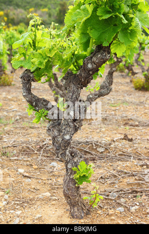 Alte Weinblätter knorrige Reben mit jungen grünen Frühling Minervois Languedoc-Roussillon Frankreich Vitis vinifera Stockfoto