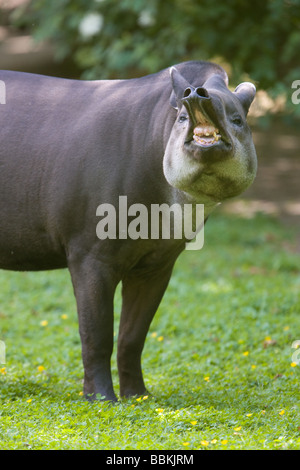 Flachland Tapir Flehmen Antwort - Tapirus Terrestris zeigt Stockfoto