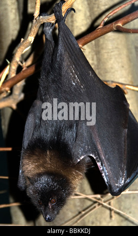 Rodrigues-Flughund Pteropus Rodricensis Pueblo Zoo Colorado USA Stockfoto