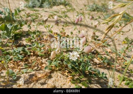 Die Blase Campion auf einer Sanddüne in Hossegor (Landes - Frankreich).  Le Silène de Thore Sur Une Düne Semi-Fixée, À Hossegor. Stockfoto