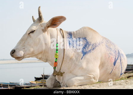 Heilige Kuh - Brahmane, in die Heilige Stadt der Hindus - Varanasi, Indien. Stockfoto