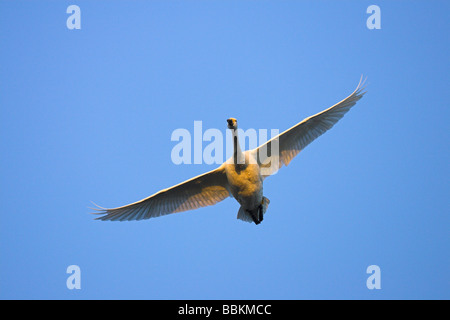 Bewick ´s Schwan Cygnus Columbianus im Flug bei Sonnenuntergang an Slimbridge WWT, Gloucestershire im Februar. Stockfoto