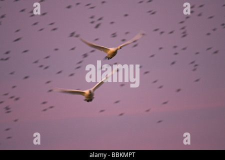 Bewick ´s Schwan Cygnus Columbianus fliegen bei Sonnenuntergang mit Stare an Slimbridge WWT, Gloucestershire im Februar (unscharf). Stockfoto