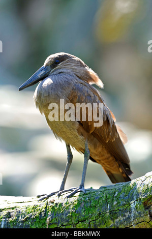 Hamerkop (Scopus Umbretta). Französisch: Ombrette Africaine Deutsch: Hammerkopf Spanisch: Avemartillo Stockfoto