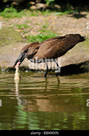 Hamerkop (Scopus Umbretta). Französisch: Ombrette Africaine Deutsch: Hammerkopf Spanisch: Avemartillo Stockfoto