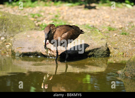 Hamerkop (Scopus Umbretta). Französisch: Ombrette Africaine Deutsch: Hammerkopf Spanisch: Avemartillo Stockfoto