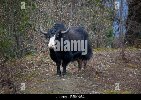 Yak, stehend, mit Blick auf weiße Nase schwarz Fell im Wald-Gebirge in der Nähe von Wangdu Bhutan horizontale 91527 Bhutan-Yak Stockfoto