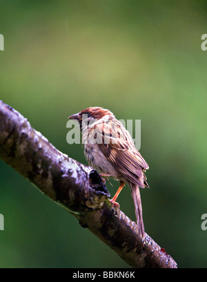 Baum-Spatz (Passer Montanus) am Zweig Stockfoto