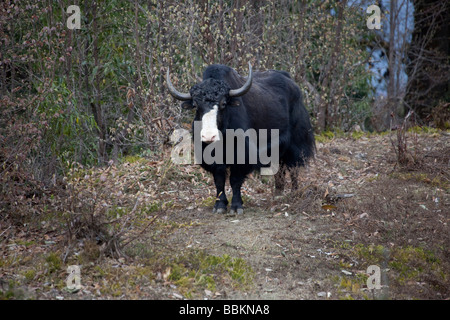 Yak, stehend, mit Blick auf weiße Nase schwarz Fell im Wald-Gebirge in der Nähe von Wangdu Bhutan horizontale 91525 Bhutan-Yak Stockfoto