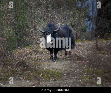 Yak, stehend, mit Blick auf weiße Nase schwarz Fell im Wald-Gebirge in der Nähe von Wangdu Bhutan horizontale 91524 Bhutan-Yak Stockfoto