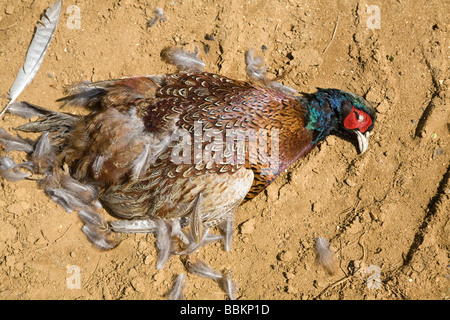 Gequetscht Toten Fasan Stockfoto