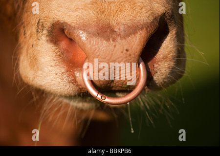 Nahaufnahme von einem Nasenring in einem Stammbaum Rindfleisch Bull Cumbria Stockfoto