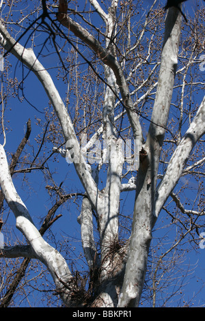 Amerikanische Platane (Platanus Occidentalis) Baum James River, Virginia Stockfoto