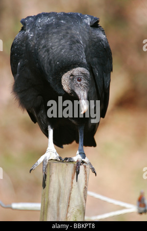 Amerikanische Schwarzgeier (Coragyps Atratus), niederländische Lücke Schutzgebiet in Chester, Virginia Stockfoto