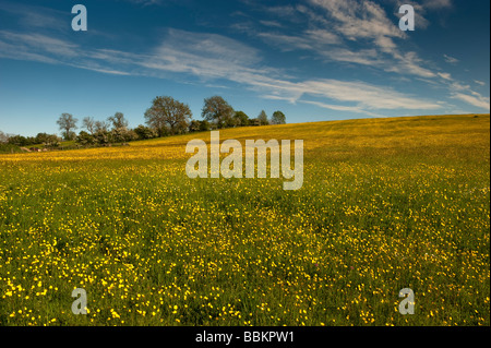 Traditionelle Mähwiese im Frühsommer mit Butterblumen blühen Cumbria Stockfoto