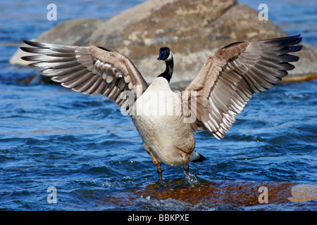 Kanadagans (Branta Canadensis) am James River, Richmond, Virginia Stockfoto