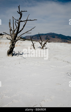 Tote Bäume an der oberen Terrance Mammoth Hot Springs Yellowstone Nationalpark Wyoming USA Stockfoto