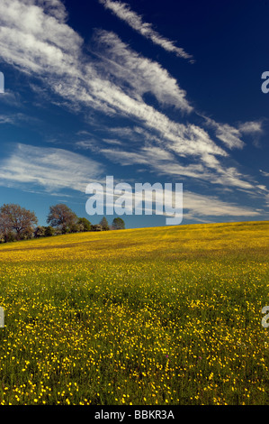 Traditionelle Mähwiese im Frühsommer mit Butterblumen blühen Cumbria Stockfoto