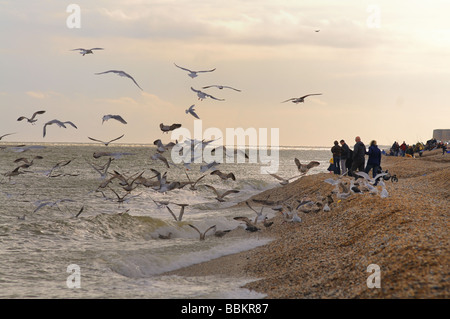 Leute füttern der Möwen am Strand von Aldeburgh, Suffolk Stockfoto