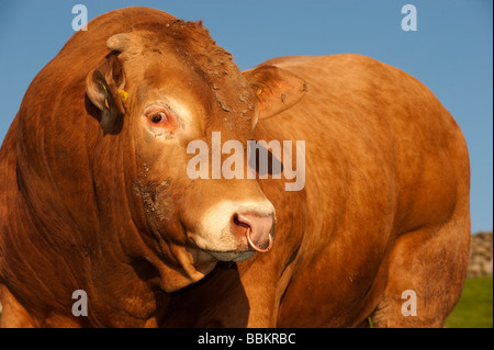 Nahaufnahme von Blonde d Aquataine Bull im Bereich Cumbria Stockfoto