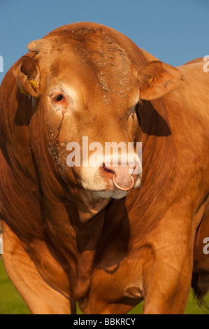 Nahaufnahme von Blonde d Aquataine Bull im Bereich Cumbria Stockfoto