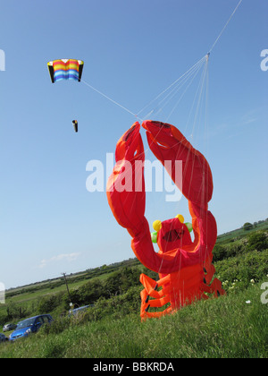 große rote Hummer fliegen eine kite.wierd Stockfoto