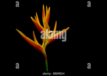 Gelb und Orange Heliconia auf schwarzem Hintergrund Stockfoto