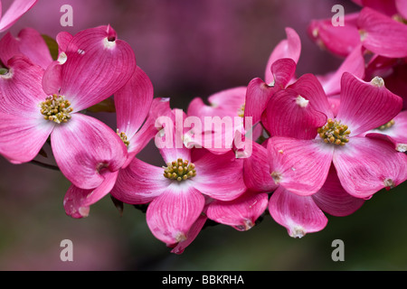 Blühende Hartriegel Cornus Florida im Frühjahr in New York Stockfoto