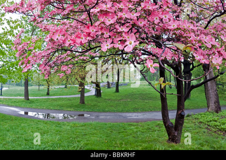 Blühende Hartriegel Cornus Florida im Frühjahr im Central Park in New York Stockfoto