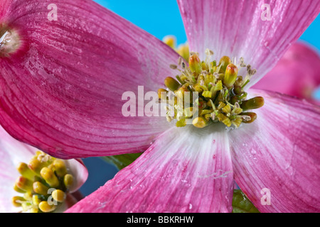 Blühende Hartriegel Cornus Florida im Frühjahr in New York Stockfoto