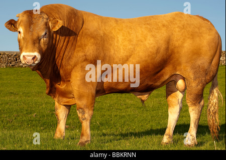 Blonde d Aquataine Bull im Bereich Cumbria Stockfoto