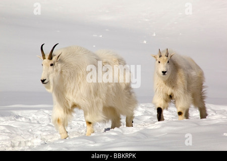 Bergziege (Oreamnos Americanus), Rocky Mountain Goat, weiblich und jung, Nanny Goat mit Kind, Yukon Territorium, Kanada Stockfoto