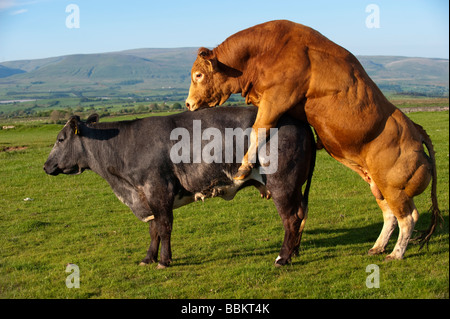 Limousin Stier Paarung mit Mutterkuhhaltung Kuh die bei Hitze Cumbria Stockfoto