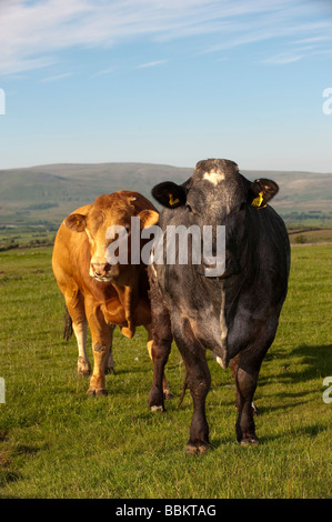 Limousin Stier neben einer Mutterkuhhaltung Kuh, die auf Wärme Cumbria ist Stockfoto