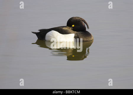 Reiherenten Aythya Fuligula männlich schlafen auf Wasser mit Wappen, die teilweise in Slimbridge WWT, Gloucestershire im Februar. Stockfoto