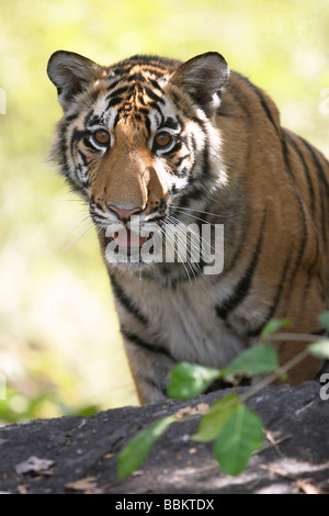 Tiger Cub, Panthera Tigris, Kanha National Park, Madhya Pradesh, Indien. Stockfoto