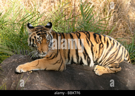 Bengal Tiger Sonnen auf einem Felsen in einem Dschungel. Stockfoto