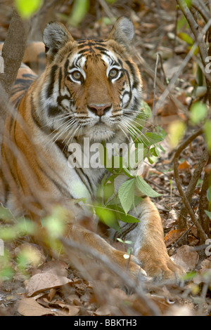 Tiger Cub, Panthera Tigris, Kanha National Park, Madhya Pradesh, Indien. Stockfoto